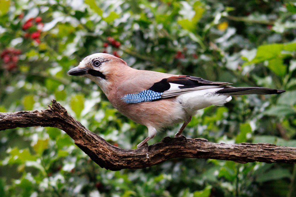 Prachtig, die vlaamse gaai